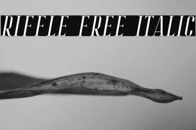 Riffle Free Italic Font examples