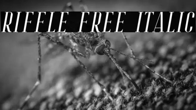 Riffle Free Italic Font examples
