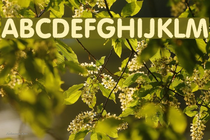 Riggle Font examples