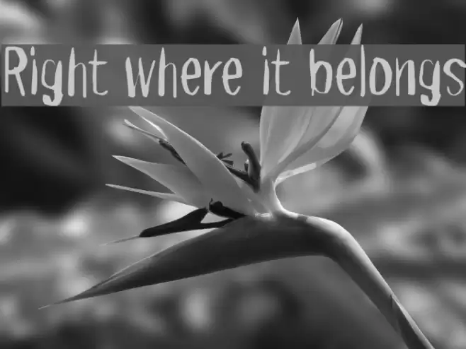 Right where it belongs フォント examples