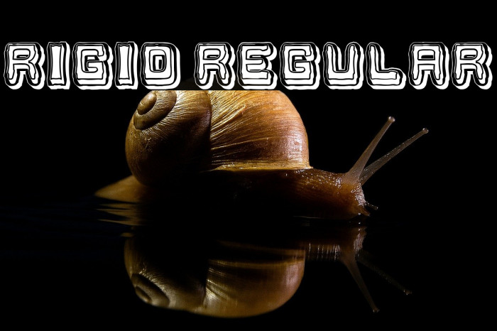 Rigid Regular Example 1