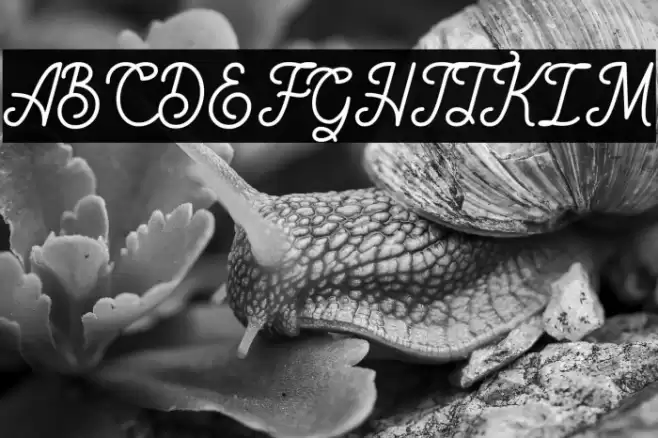 Rigoletto Font examples