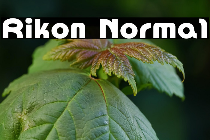 Rikon Normal Example 2
