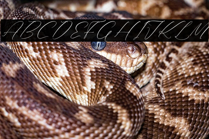 Rilenheart Scottibela Example 1