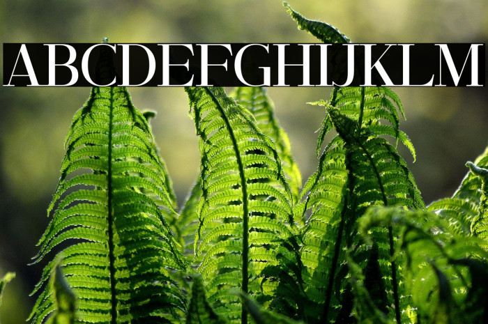 RileyFrost-Regular Example 1