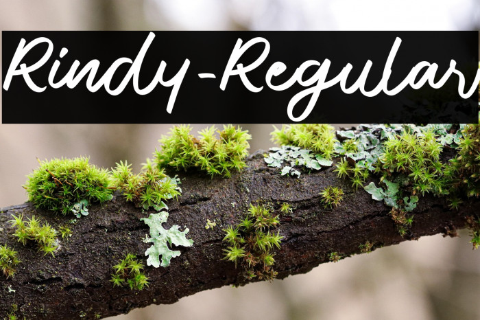 Rindy-Regular Example 1