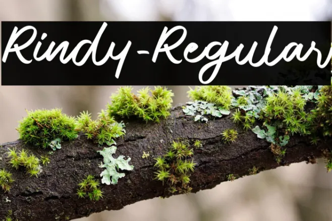 Rindy-Regular Example 1