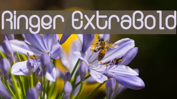 Ringer ExtraBold Font examples
