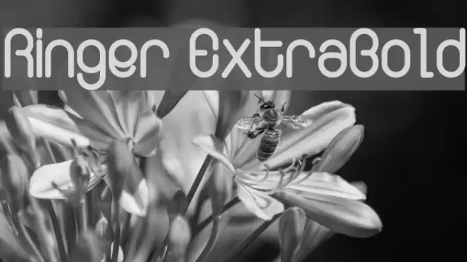 Ringer ExtraBold Font examples