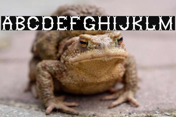 Ringling Regular Example 3