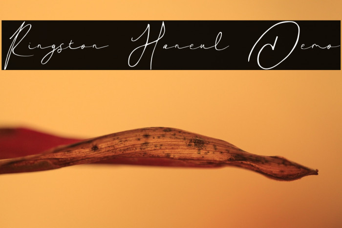 Ringston Haneul Demo Example 3
