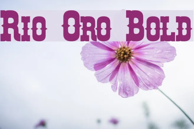 Rio Oro Bold Example 3