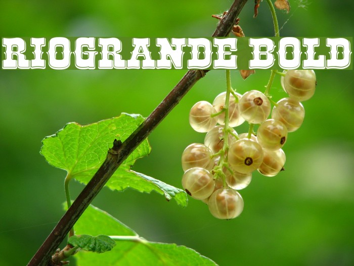 RioGrande Bold Font examples