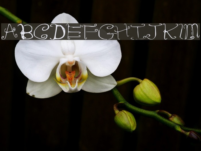 RiordonFancy Font examples