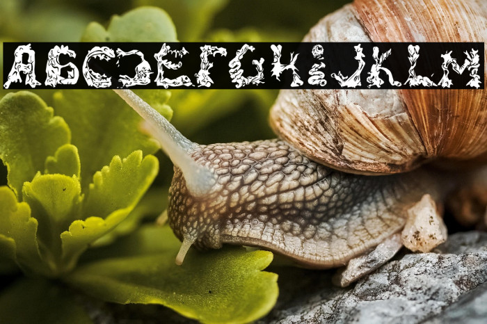 RiotActTwoFront-Regular Example 3