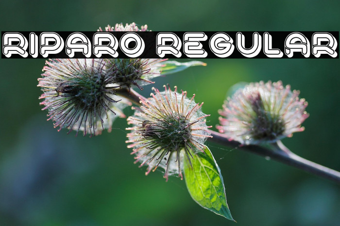 Riparo Regular Example 1