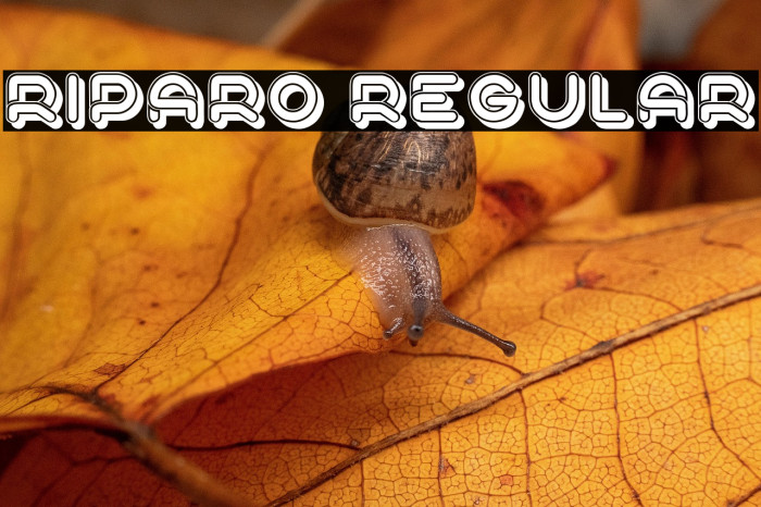 Riparo Regular Example 3