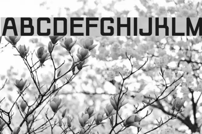 Rippen Bold Font examples