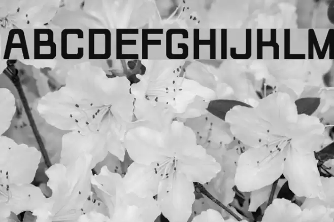 Rippen Bold Font examples