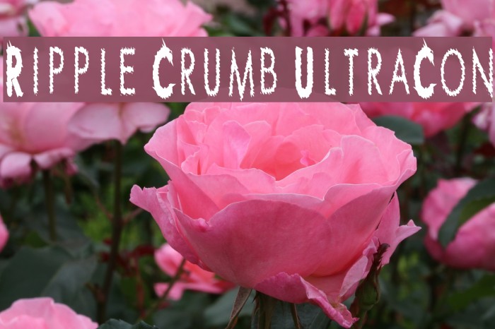 Ripple Crumb UltraCon Font examples