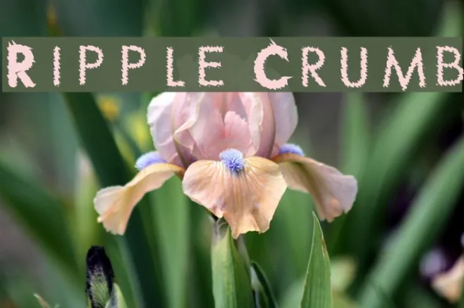 Ripple Crumb Example 2
