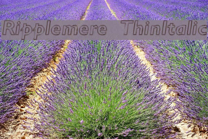 Ripplemere ThinItalic Font examples
