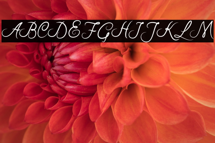 RiskaScript Example 2