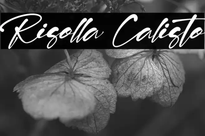 Risolla Calisto Font examples