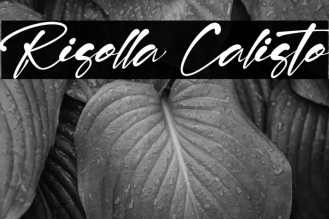 Risolla Calisto Font examples