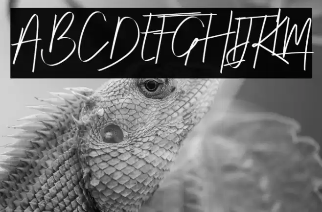 Risotto  Demo Font examples