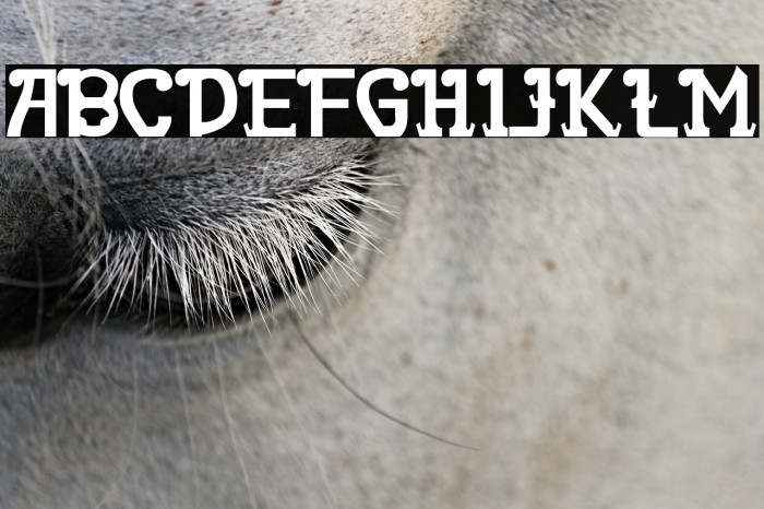 Rita Mouse Example 2