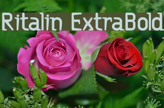 Ritalin ExtraBold Шрифта examples