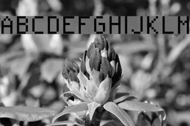 RittswoodPlaza Regular Polices examples