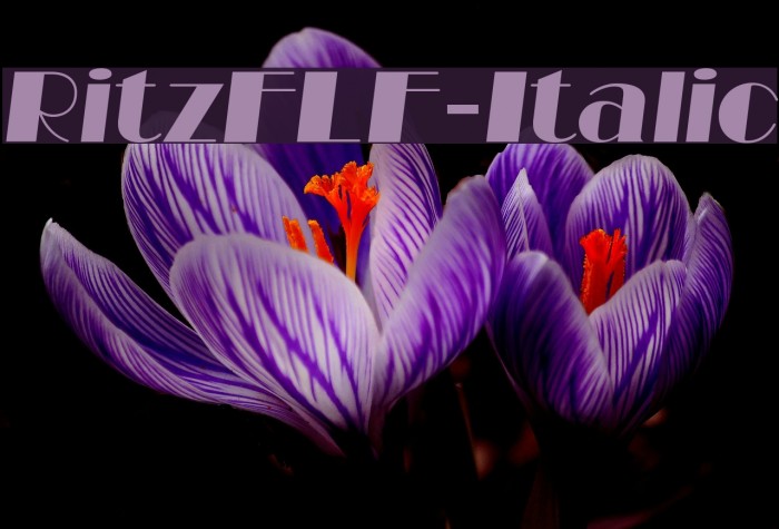 RitzFLF-Italic Font examples