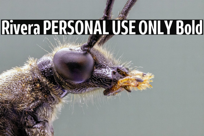 Rivera PERSONAL USE ONLY Bold Example 2