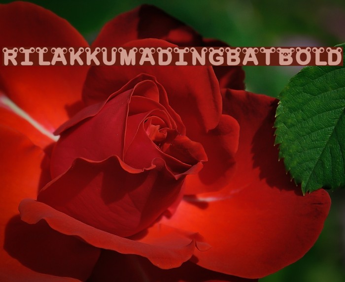 rilakkumadingbat-Bold Example 1