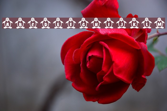 RMPenquin Font examples