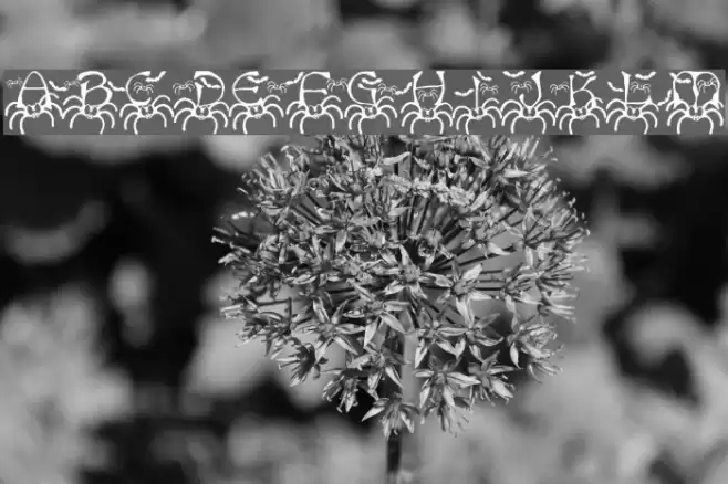 RMSpider2 Font examples