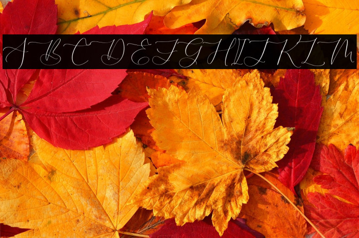 ROBIMA MERTTHA SCRIPT Example 2