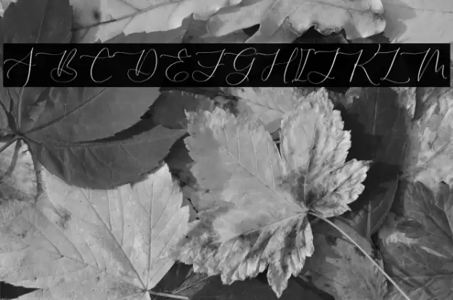 ROBIMA MERTTHA SCRIPT Шрифта examples