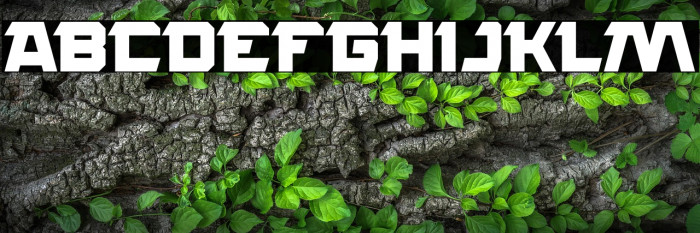 ROCK STEADY Bold Example 2