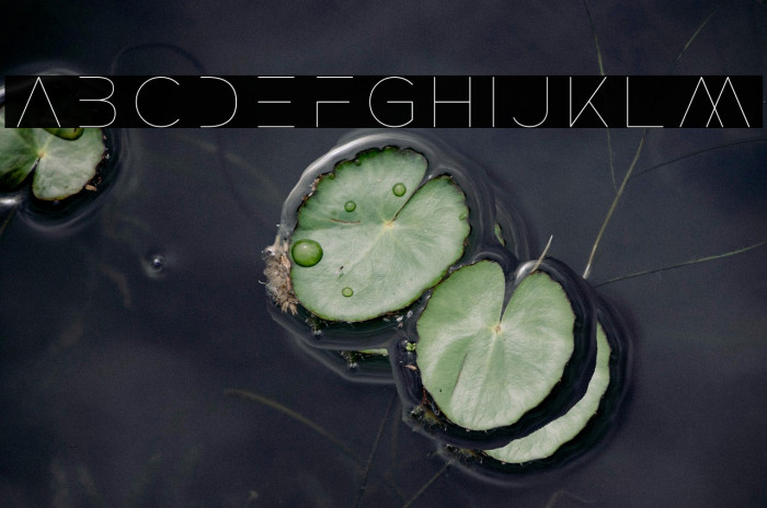 ROCKETWILDNESS Example 1