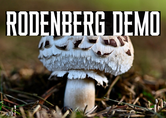 RODENBERG DEMO Example 3