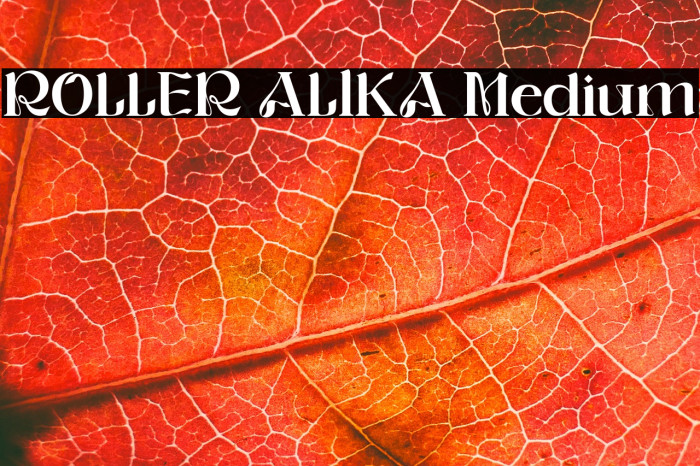 ROLLER ALIKA Medium Example 2