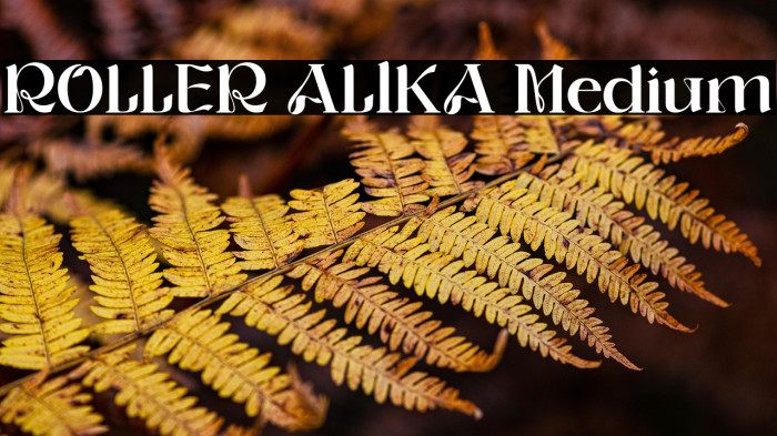 ROLLER ALIKA Medium Example 3