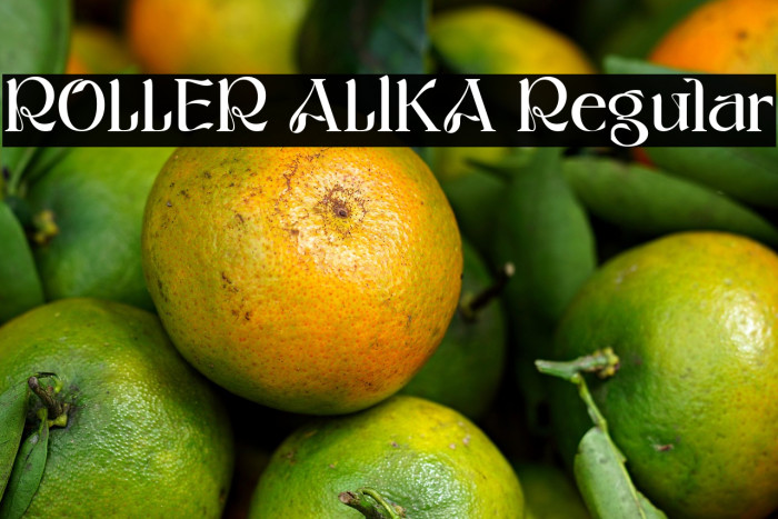 ROLLER ALIKA Regular Example 3