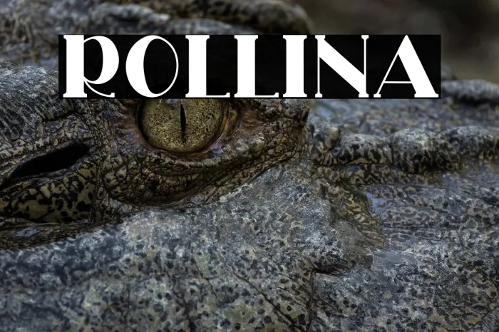 ROLLINA Example 2