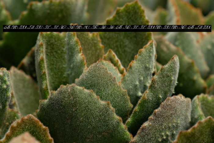 ROMANTIC LOVES SPLIT MONOGRAM Example 1