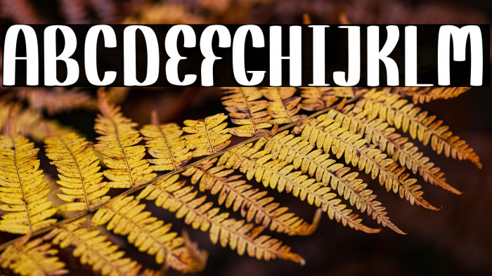 ROX DISPLAY Example 1