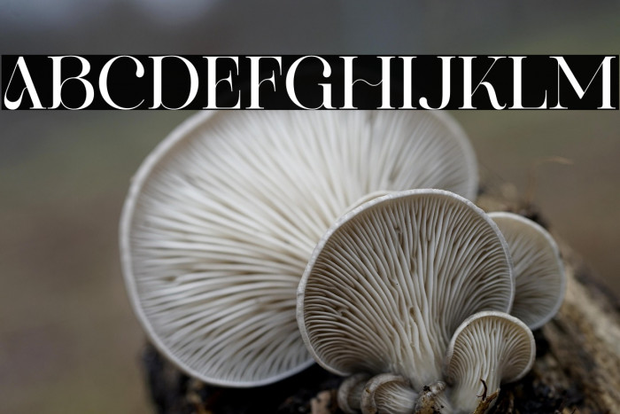 ROYAL Hefana Example 2